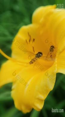 花丛中的蜜蜂采蜜